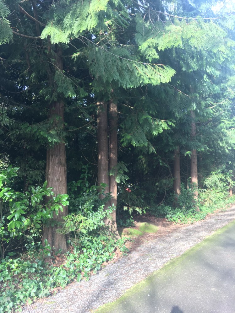 C3EBD4CE-D444-4264-AE3B-551422F87292