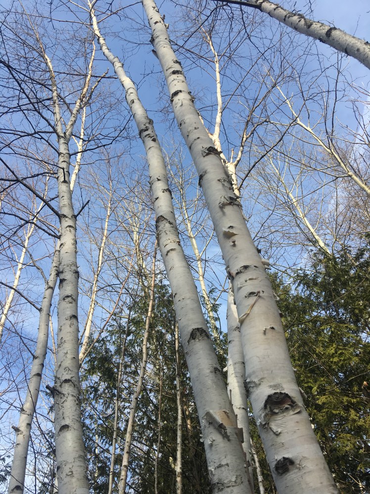 2B753C32-451B-4CE4-BBF2-5EAC5F404E66